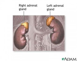 location of adrenal gland in human body