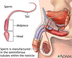 Endocrine system testosterone