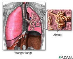 how much of this ventilates the alveoli and how much remains in the anatomical dead space?