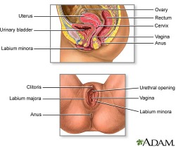 Where To Put Penis In Vagina 76